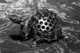 Tortue-(10 cm diam.)-